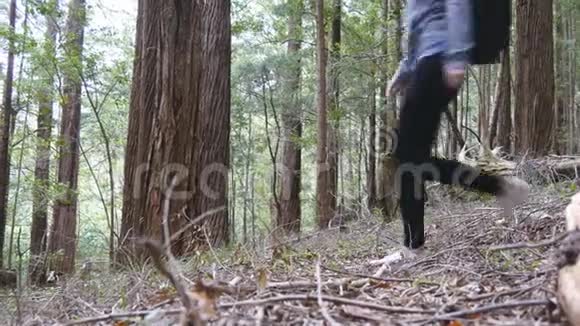 带背包的年轻女游客的脚在森林里散步女性背包客的腿在树林中穿行视频的预览图