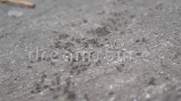 普通蚂蚁在混凝土石板上行走视频的预览图