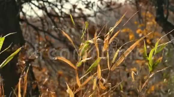 枯干的草茎摇曳秋风视频的预览图