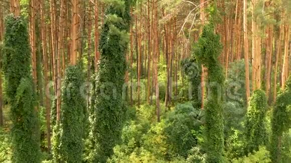 森林里树干上的绿色小跳视频的预览图