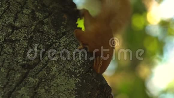 好奇的小松鼠在树上寻找食物狂野的自然特写视频的预览图