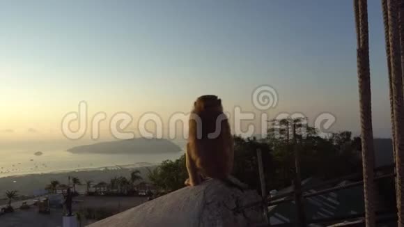 猴子看美丽的日出它提供了群岛海洋天空和黄色太阳的景色视频的预览图