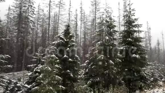 在茂密的松林中下雪森林和田野覆盖着厚厚的一层雪白色的冬天背景视频的预览图