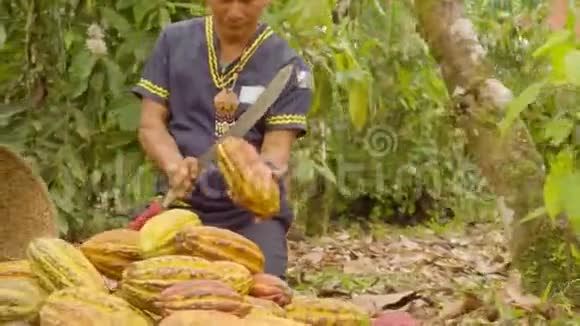 切割可可水果和收获豆类的土著工人视频的预览图
