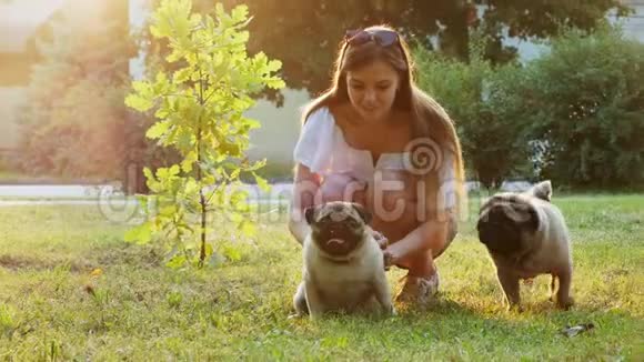 女人抚摸着可爱的小狗在夕阳下和两只狗在公园的草坪上玩耍视频的预览图