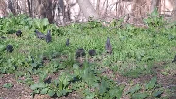 小黑野鸟在草地上吃种子在地上行走视频的预览图