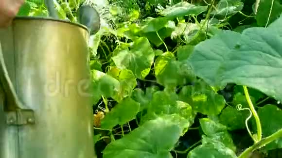 农民在温室里浇水黄瓜视频的预览图