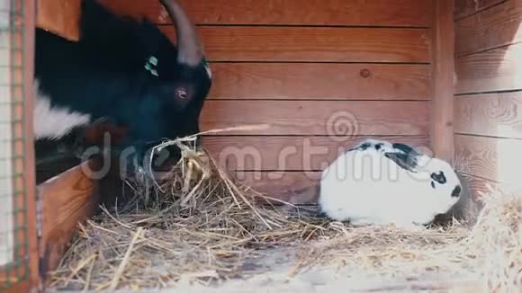 山羊吃兔子坐在笼子里的食物视频的预览图