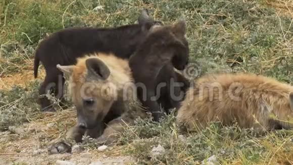 在安博塞利国家公园的一个巢穴里四只年轻的鬣狗慢吞吞视频的预览图