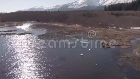 阿拉斯加的天鹅视频的预览图