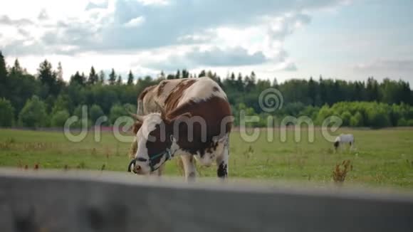 奶牛在农场的围栏里放牧视频的预览图