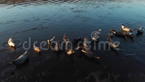 海狮殖民地野生动物许多海豹毛皮海豹走在夕阳桑迪海滩视频的预览图