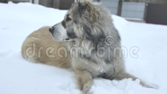 狗躺着吃雪视频的预览图