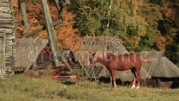 红马在乡村秋景视频的预览图