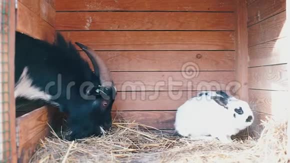 山羊的头在病兔的笼子里吃干草视频的预览图