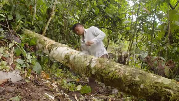 土著男子砍伐一棵落叶树视频的预览图