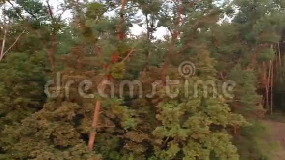 慢慢地飞过森林中一个有毒的地方砍伐的树干躺在地上视频的预览图
