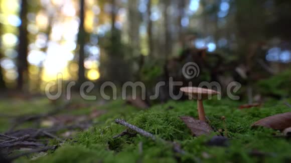在穿过绿色阳光充足苔藓的森林的路上一个蘑菇聚焦视频的预览图