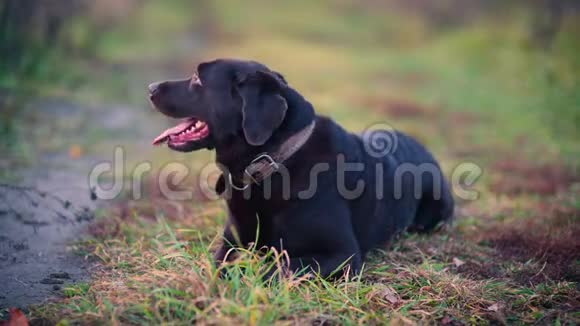 秋天的傍晚一只棕色的拉布拉多犬躺在乡间小路上视频的预览图