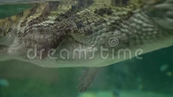 小绿鳄鱼在莫斯科的水族馆里游泳视频的预览图
