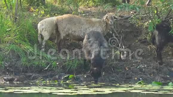 羊从河里喝水视频的预览图