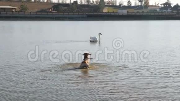 狗在水里对天鹅吠视频的预览图