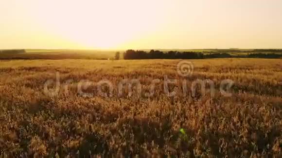 日落时的空中摄影场麦田绿色的田野向日葵和玉米的田野农业视频的预览图