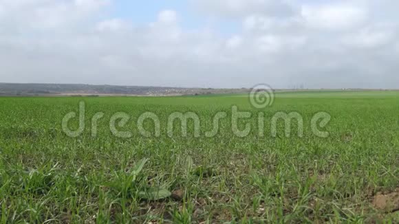 秋天的冬小麦在蓝天下的田野里视频的预览图
