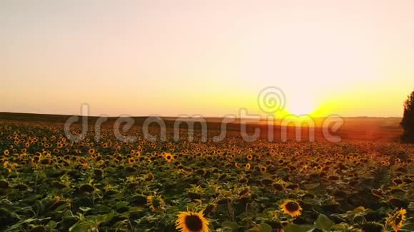 雾天向日葵的田野在薄雾中绽放的向日葵草地夏日风景农业和农场背景视频的预览图