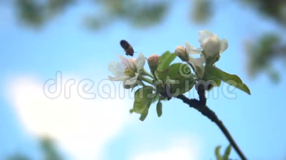 黄蜂飞过一棵开花的树坐在一朵花上视频的预览图