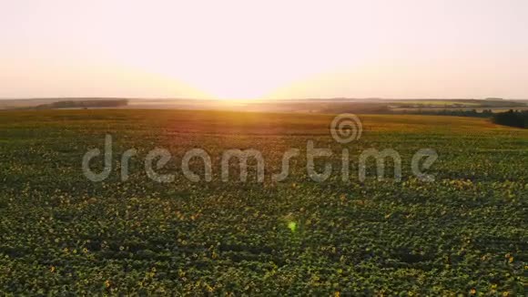 空中摄影与无人机在田野与向日葵在日落视频的预览图