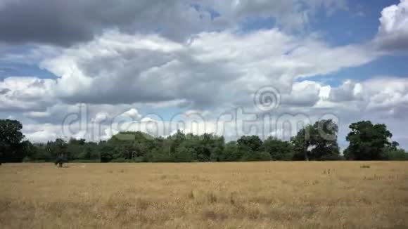农村地区的小麦农场视频的预览图