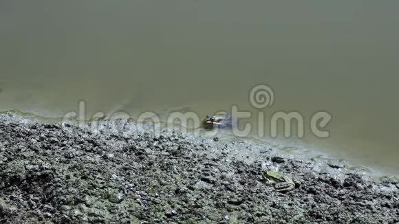 青蛙坐在沼泽里青蛙在水中的大自然野生动物概念视频的预览图