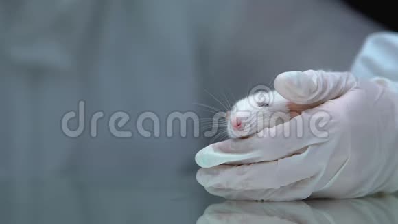 在实验室给大鼠注射避孕药药物测试视频的预览图