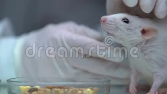 宠物抚摸着坐在盘子旁边的白鼠食物家畜保健视频的预览图