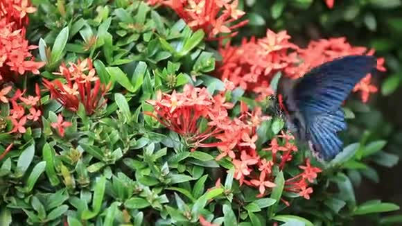 大的热带蝴蝶希望围绕着红花丛在花园里喝花蜜视频的预览图