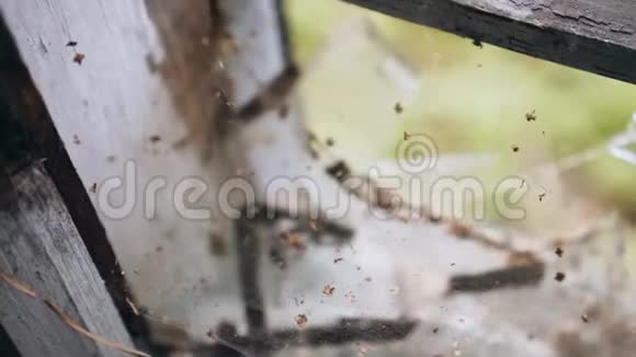一座废弃建筑的窗户上有蜘蛛网后启示录视频的预览图
