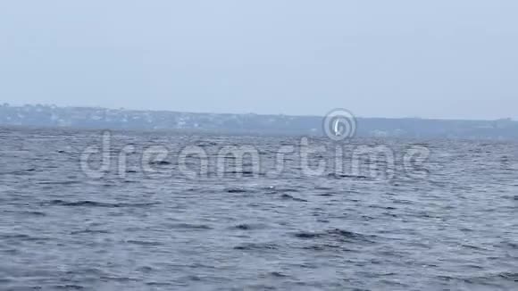 一艘白色帆的游艇漂浮在海河的水面上乘风破浪海鸥飞翔视频的预览图