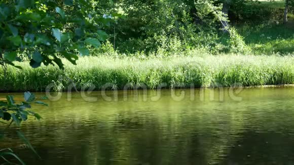 有清水的森林河流夏日晴天视频的预览图