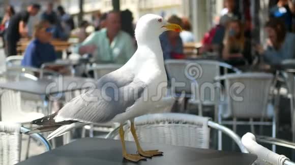 海鸥咖啡馆桌城视频的预览图