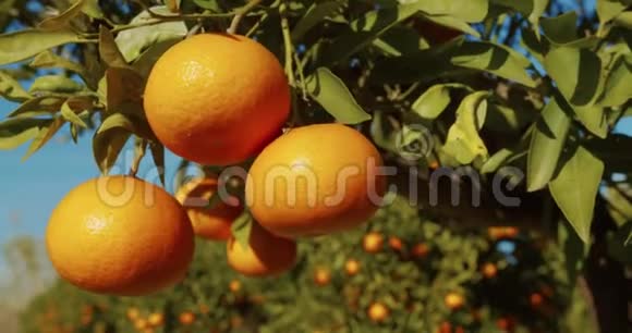 种植园里有成熟果实的橙树视频的预览图