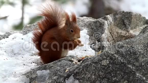 在阿尔卑斯山的树林里冬天结束时常吃松鼠的食物视频的预览图