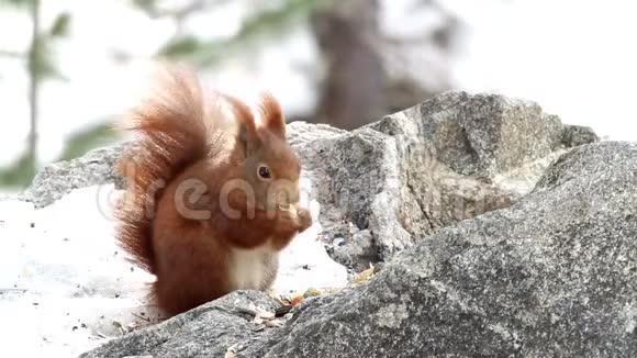 在阿尔卑斯山的树林里冬天结束时常吃松鼠的食物视频的预览图
