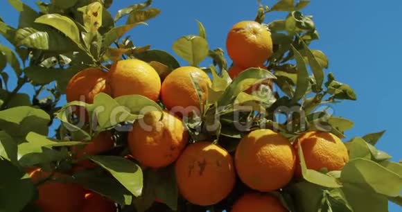 种植园里有成熟果实的橙树视频的预览图