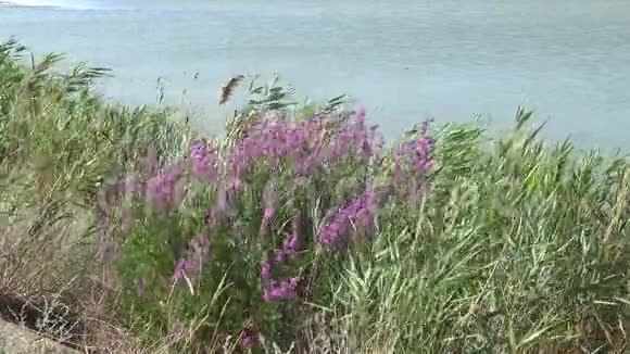 淡水水库岸边的开花植物视频的预览图