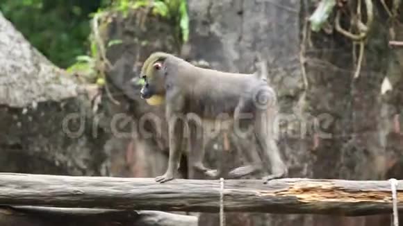 动物园里的猴子和她的孩子视频的预览图