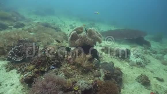 珊瑚礁的水下世界活珊瑚视频的预览图