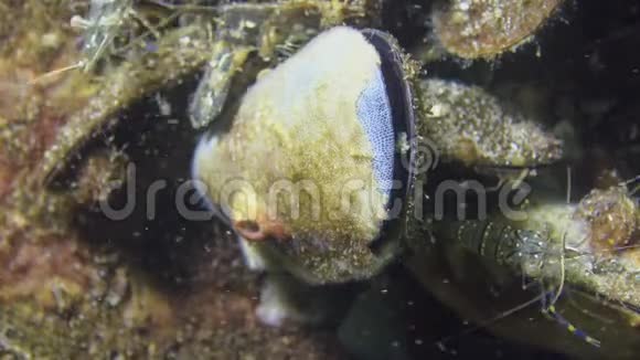 贻贝水槽上的Bryozoa殖民地又称PolyzoaEctoprocta视频的预览图