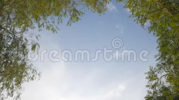 夏日阳光明媚的一天天空和树叶的背景视频的预览图