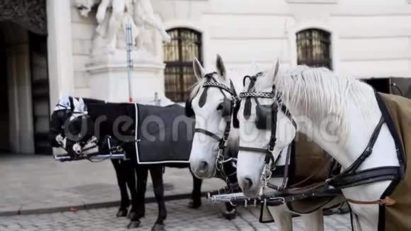 在霍夫堡宫附近的维也纳历史城市中心两匹白色和黑色漂亮的马和马车视频的预览图
